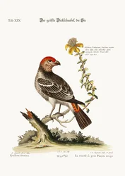 Der größte Buchfink-Hahn, 1749-73